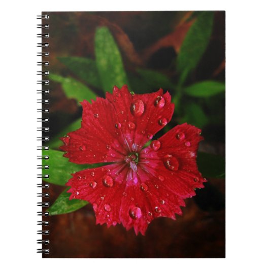 Lieve Raindrops op de Rode Dianthus Vloerfoto Notitieboek (Voorkant)
