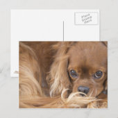 Lieve Ruby Cavalier King Charles Spaniel Briefkaart (Voorkant / Achterkant)