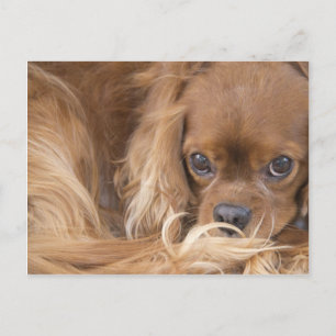 Lieve Ruby Cavalier King Charles Spaniel Briefkaart