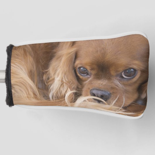 Lieve Ruby Cavalier King Charles Spaniel Golfheadcover (Voorkant)