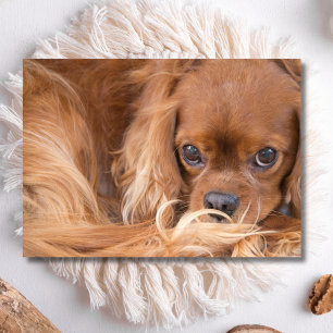 Lieve Ruby Cavalier King Charles Spaniel Kaart