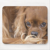 Lieve Ruby Cavalier King Charles Spaniel Muismat (Voorkant)