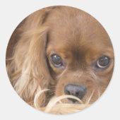 Lieve Ruby Cavalier King Charles Spaniel Ronde Sticker (Voorkant)