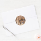Lieve Ruby Cavalier King Charles Spaniel Ronde Sticker (Envelop)