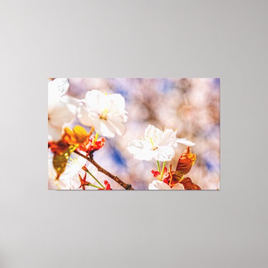Lieve Sakura-ventilator op een zonnige dag van de  Canvas Afdruk (Voorkant)