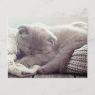 Lieve Schattige Kat Hallo Missen Katten Ansichtkaa Briefkaart