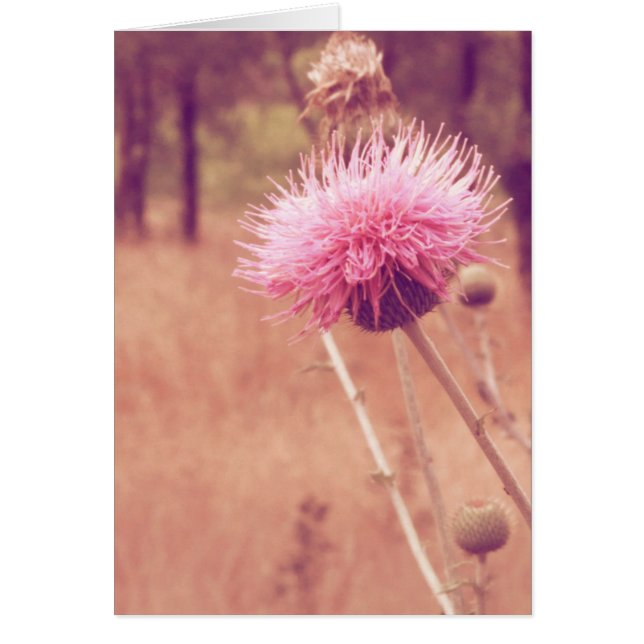 Lieve Thistle Natuur Foto blanco binnenzijde (Voorkant)