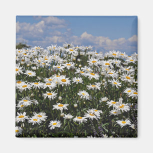 Lieve witte daisy-tuin magneet