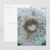 Lieve Witte Paardenbloem Briefkaart (Voorkant / Achterkant)