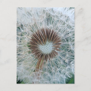 Lieve Witte Paardenbloem Briefkaart
