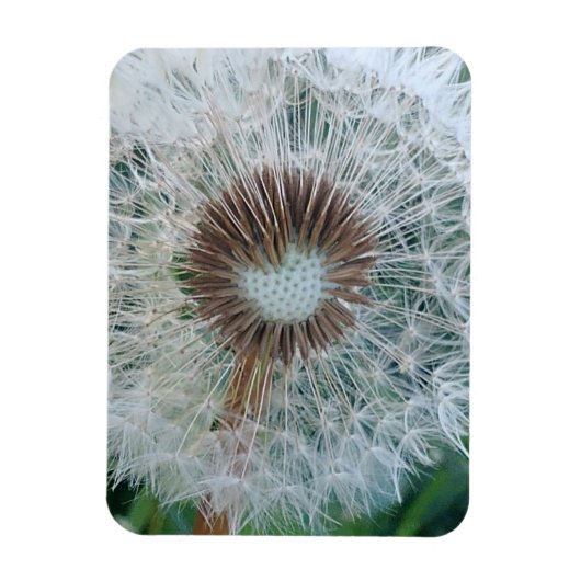 Lieve Witte Paardenbloem Magneet (Verticaal)