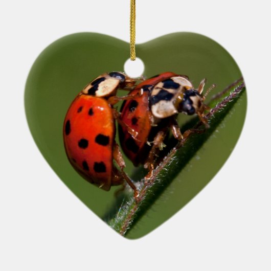 Lieveboeren In Love Keramisch Ornament (Achterkant)