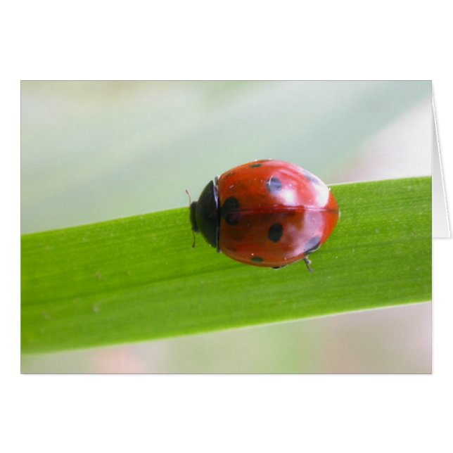 Lieveheersbeestje (Voorkant Horizontaal)