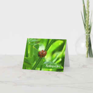 Lieveheersbeestje - Aan Je Gedacht Kaart