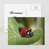 Lieveheersbeestje Briefkaart (Voorkant / Achterkant)