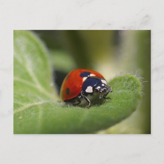 Lieveheersbeestje Briefkaart (Voorkant)