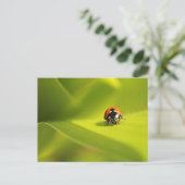 lieveheersbeestje briefkaart (Staand voorkant)