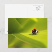 lieveheersbeestje briefkaart (Voorkant / Achterkant)