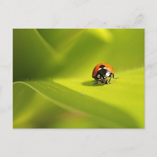 lieveheersbeestje briefkaart (Voorkant)