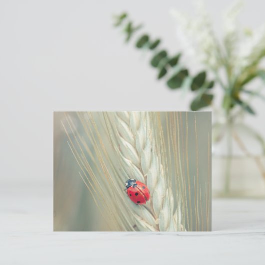 Lieveheersbeestje Briefkaart (Staand voorkant)