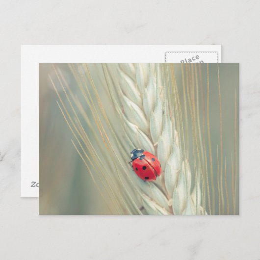 Lieveheersbeestje Briefkaart (Voorkant / Achterkant)