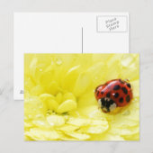 Lieveheersbeestje Briefkaart (Voorkant / Achterkant)