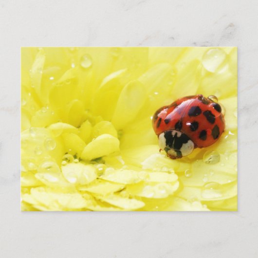 Lieveheersbeestje Briefkaart (Voorkant)
