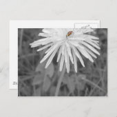 Lieveheersbeestje Briefkaart (Voorkant / Achterkant)