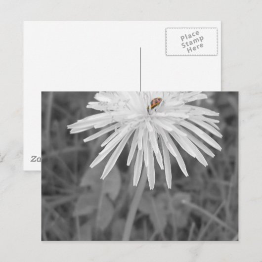 Lieveheersbeestje Briefkaart (Voorkant / Achterkant)