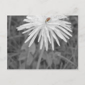 Lieveheersbeestje Briefkaart (Voorkant)