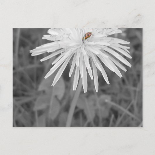 Lieveheersbeestje Briefkaart (Voorkant)