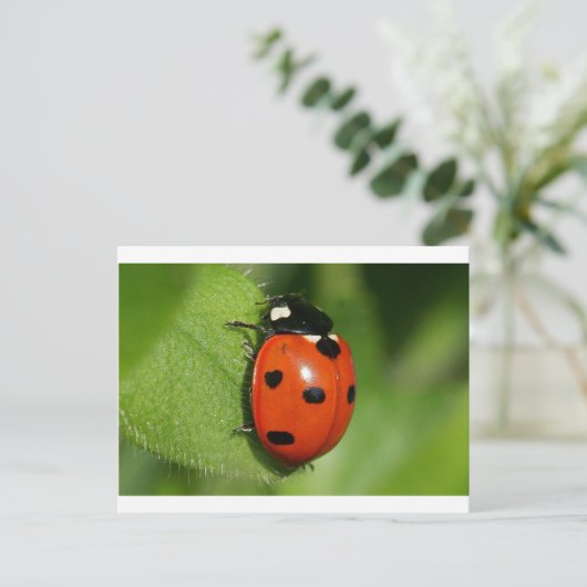 Lieveheersbeestje Briefkaart (Staand voorkant)