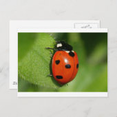 Lieveheersbeestje Briefkaart (Voorkant / Achterkant)