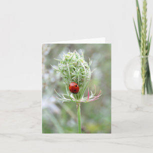 Lieveheersbeestje en wilde bloem - Blank Wenskaart Kaart