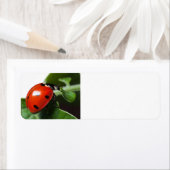 Lieveheersbeestje Etiket (Insitu)