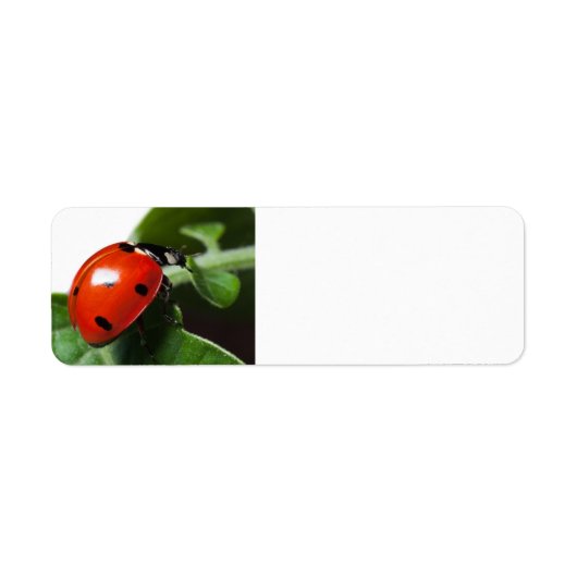 Lieveheersbeestje Etiket (Voorkant)