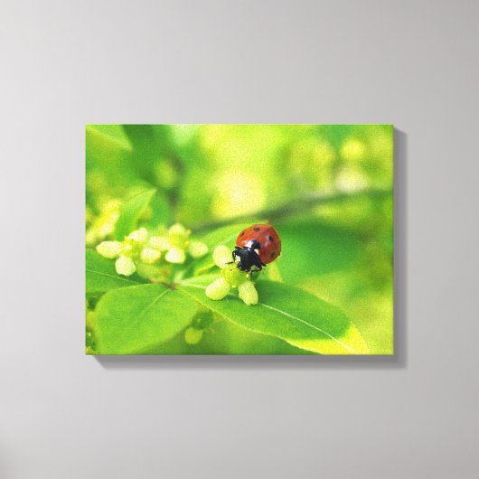 Lieveheersbeestje helder canvas afdruk (Voorkant)