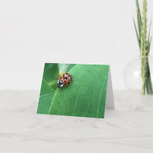 Lieveheersbeestje in de lente op groene blad