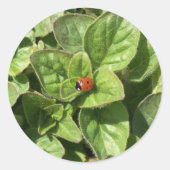 Lieveheersbeestje in het park ronde sticker (Voorkant)