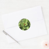 Lieveheersbeestje in het park ronde sticker (Envelop)