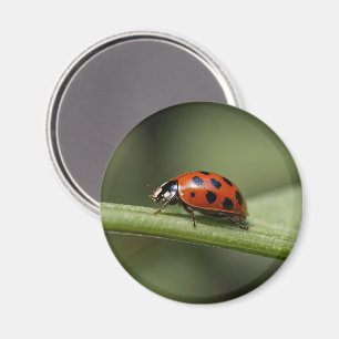 Lieveheersbeestje Insect Magneet