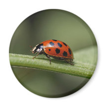 Lieveheersbeestje Insect