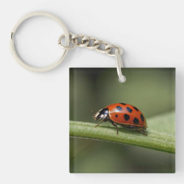 Lieveheersbeestje Insect Sleutelhanger