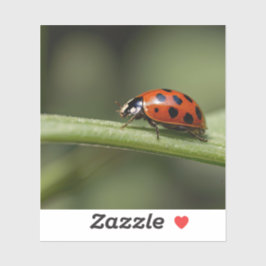 Lieveheersbeestje Insect Sticker