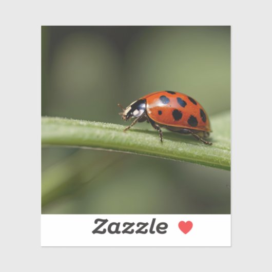 Lieveheersbeestje Insect Sticker (Vel)