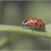 Lieveheersbeestje Insect Sticker (Voorkant)
