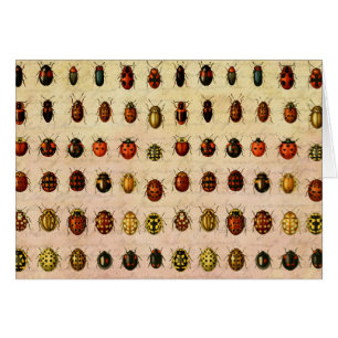 lieveheersbeestje insectenbeestje