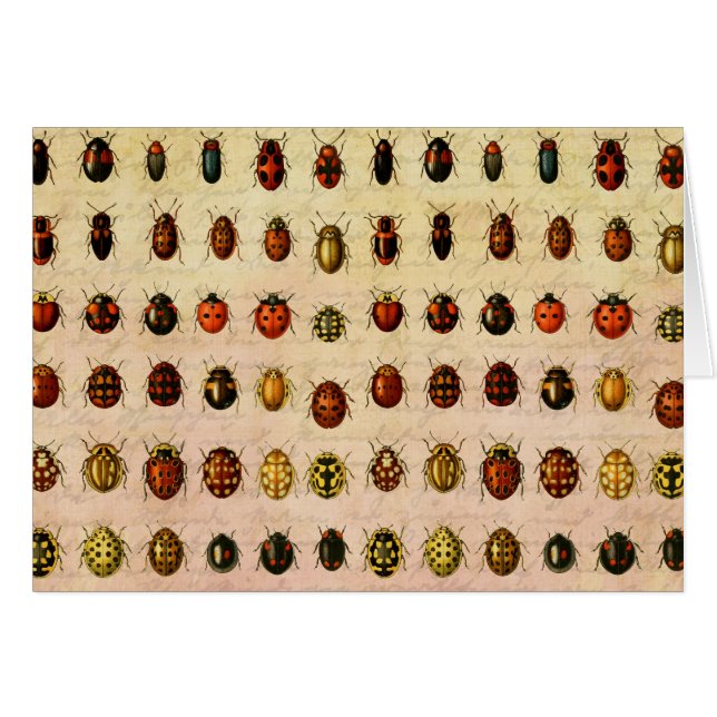 lieveheersbeestje insectenbeestje (Voorkant Horizontaal)