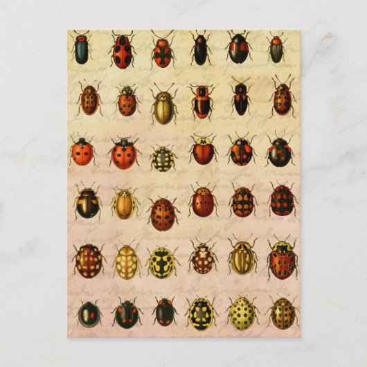 lieveheersbeestje insectenbeestje briefkaart (Voorkant)