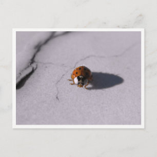 Lieveheersbeestje Kever Macro Natuurfotografie Briefkaart